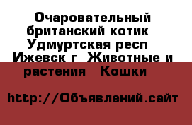 Очаровательный британский котик - Удмуртская респ., Ижевск г. Животные и растения » Кошки   